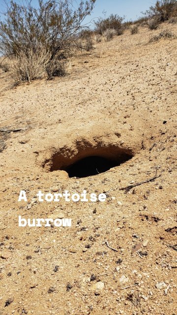 A tortoise burrow